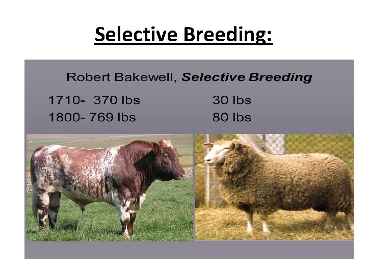 Selective Breeding: 