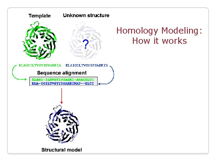 Homology Modeling: How it works 
