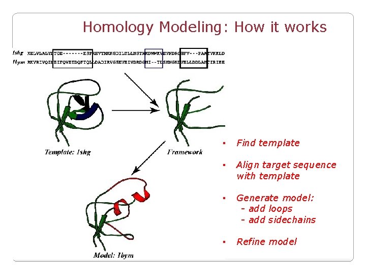 Homology Modeling: How it works ▪ Find template ▪ Align target sequence with template