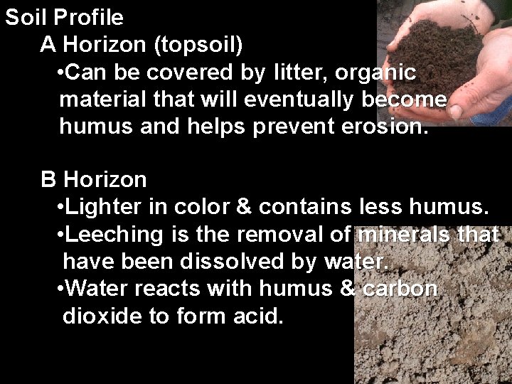 Soil Profile A Horizon (topsoil) • Can be covered by litter, organic material that