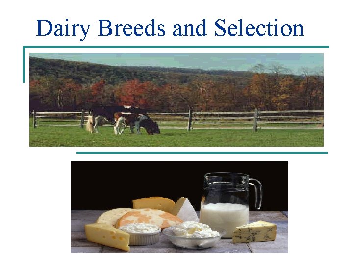 Dairy Breeds and Selection 