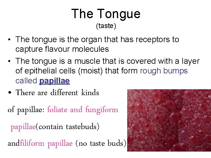The Tongue (taste) • The tongue is the organ that has receptors to capture
