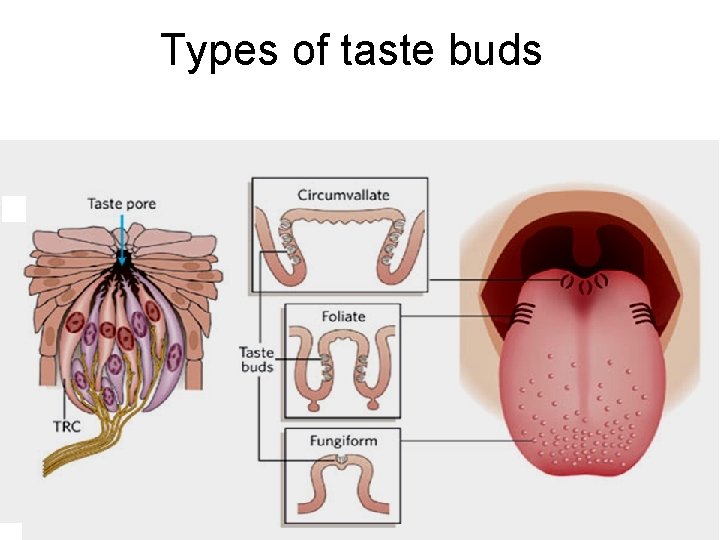 Types of taste buds 