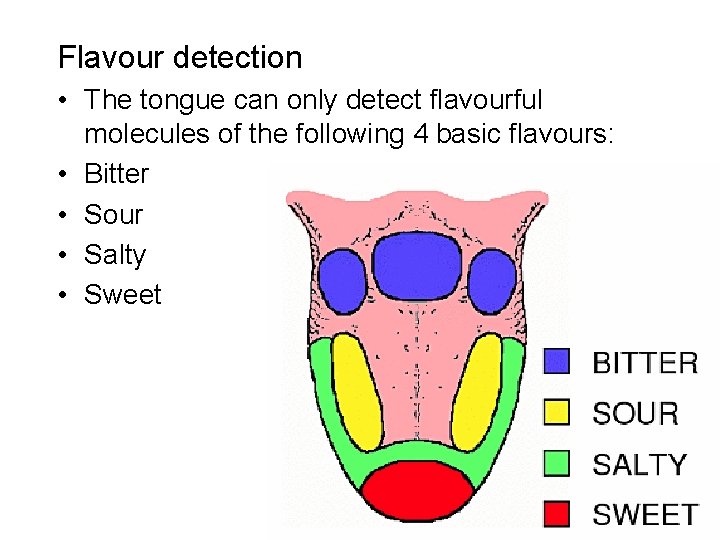 Flavour detection • The tongue can only detect flavourful molecules of the following 4