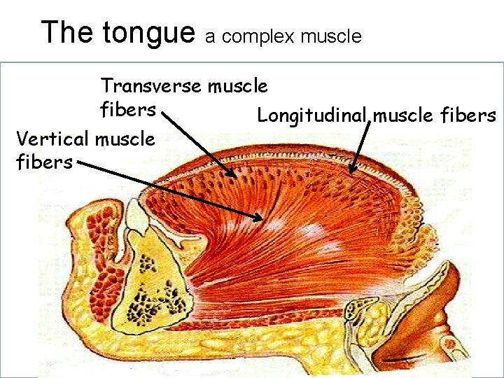 The tongue a complex muscle Transverse muscle fibers Longitudinal muscle fibers Vertical muscle fibers