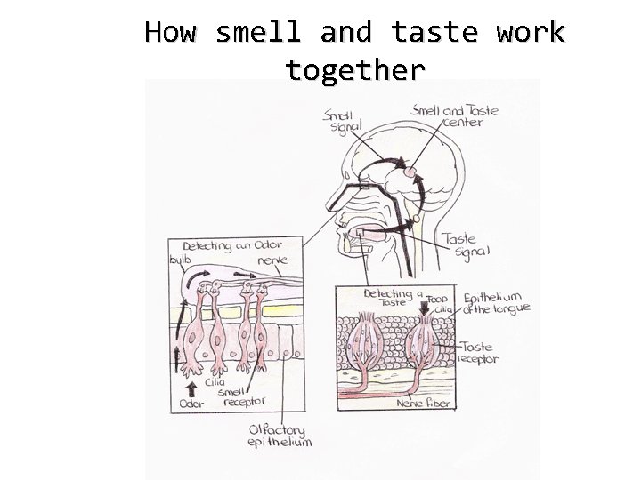 How smell and taste work together 
