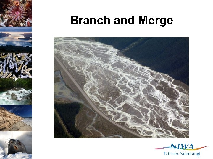 Branch and Merge 