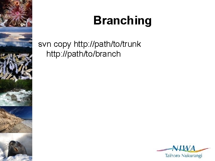 Branching svn copy http: //path/to/trunk http: //path/to/branch 