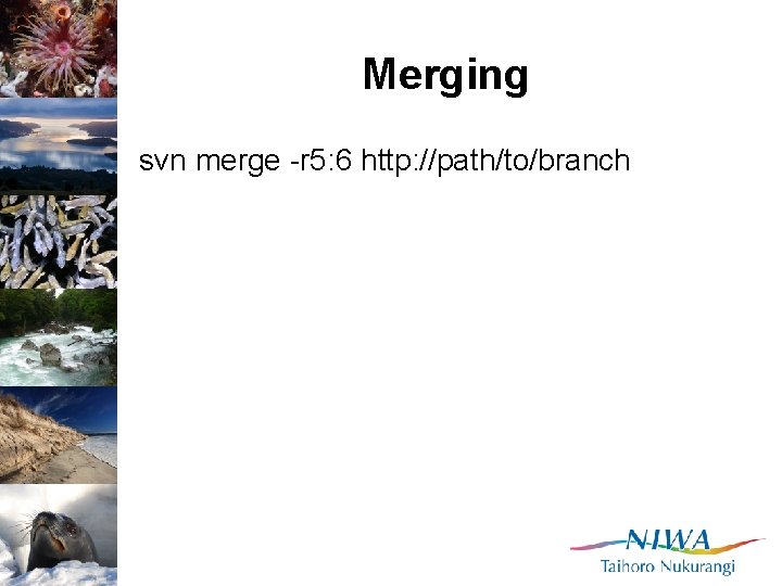 Merging svn merge -r 5: 6 http: //path/to/branch 