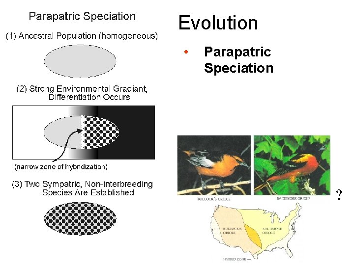 Evolution • Parapatric Speciation ? Evolution • Parapatric Speciation ?