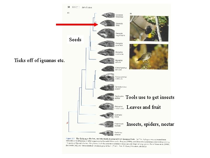 Seeds Ticks off of iguanas etc. Tools use to get insects Leaves and fruit Seeds Ticks off of iguanas etc. Tools use to get insects Leaves and fruit