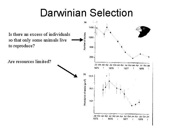 Darwinian Selection Is there an excess of individuals so that only some animals live Darwinian Selection Is there an excess of individuals so that only some animals live