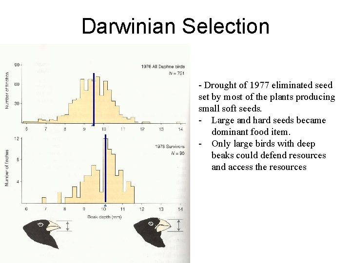 Darwinian Selection - Drought of 1977 eliminated set by most of the plants producing Darwinian Selection - Drought of 1977 eliminated set by most of the plants producing