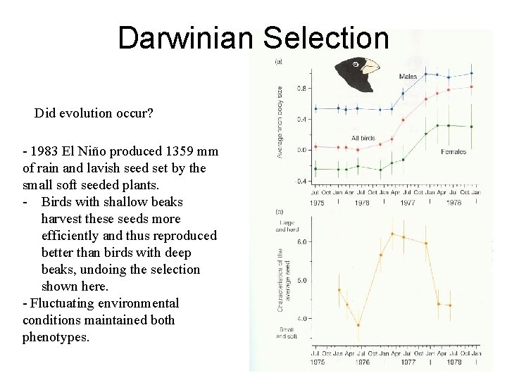 Darwinian Selection Did evolution occur? - 1983 El Niño produced 1359 mm of rain Darwinian Selection Did evolution occur? - 1983 El Niño produced 1359 mm of rain