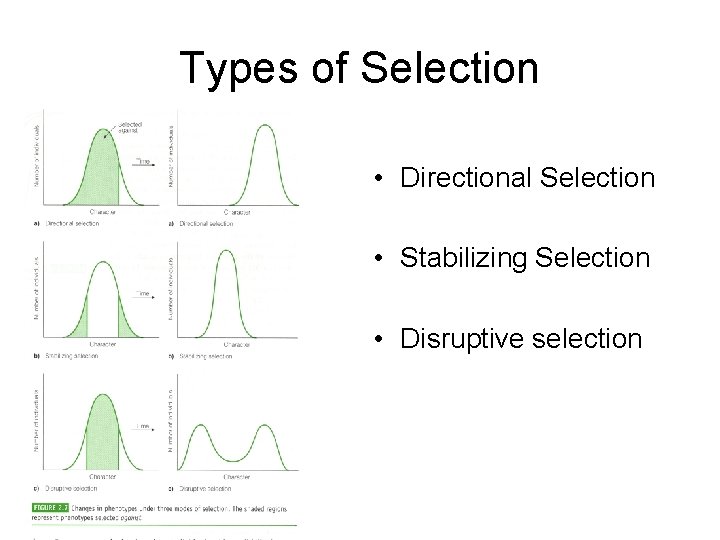 Types of Selection • Directional Selection • Stabilizing Selection • Disruptive selection Types of Selection • Directional Selection • Stabilizing Selection • Disruptive selection