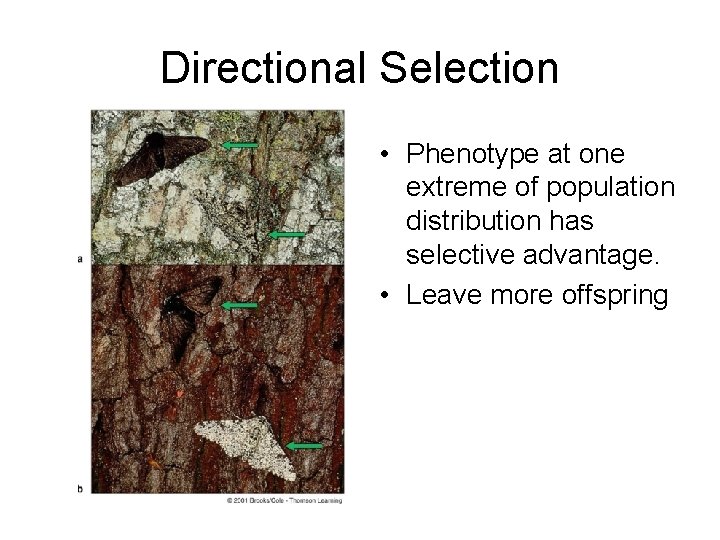 Directional Selection • Phenotype at one extreme of population distribution has selective advantage. • Directional Selection • Phenotype at one extreme of population distribution has selective advantage. •