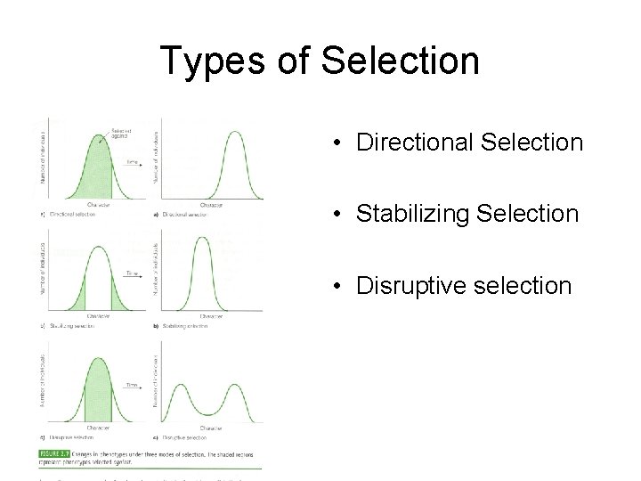 Types of Selection • Directional Selection • Stabilizing Selection • Disruptive selection Types of Selection • Directional Selection • Stabilizing Selection • Disruptive selection