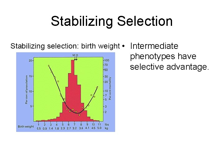 Stabilizing Selection • Intermediate phenotypes have selective advantage. Stabilizing Selection • Intermediate phenotypes have selective advantage.