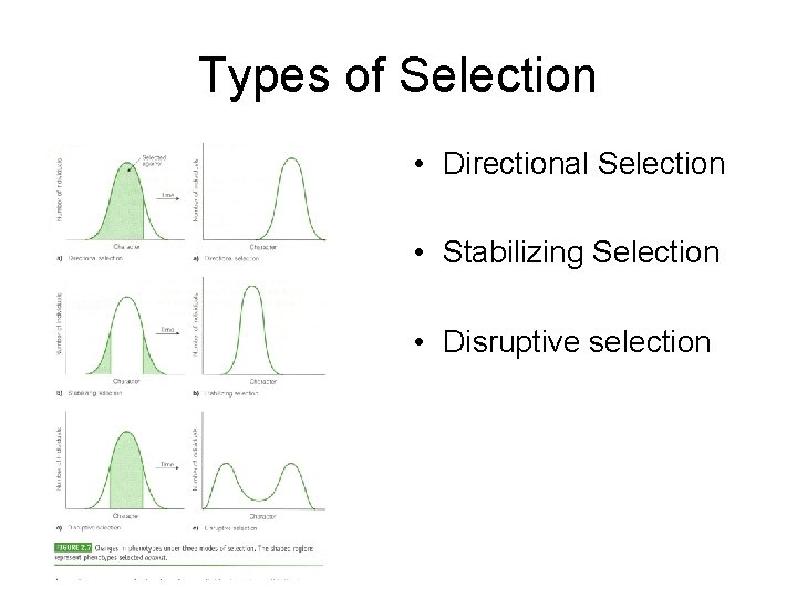 Types of Selection • Directional Selection • Stabilizing Selection • Disruptive selection Types of Selection • Directional Selection • Stabilizing Selection • Disruptive selection
