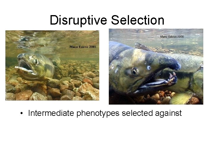 Disruptive Selection • Intermediate phenotypes selected against Disruptive Selection • Intermediate phenotypes selected against