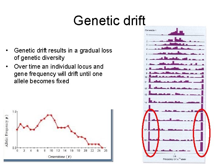 Genetic drift • Genetic drift results in a gradual loss of genetic diversity • Genetic drift • Genetic drift results in a gradual loss of genetic diversity •