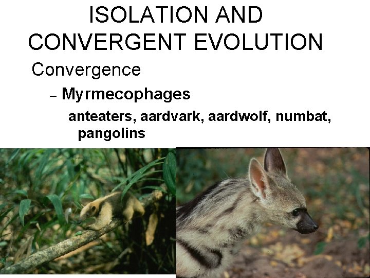 ISOLATION AND CONVERGENT EVOLUTION Convergence – Myrmecophages anteaters, aardvark, aardwolf, numbat, pangolins ISOLATION AND CONVERGENT EVOLUTION Convergence – Myrmecophages anteaters, aardvark, aardwolf, numbat, pangolins