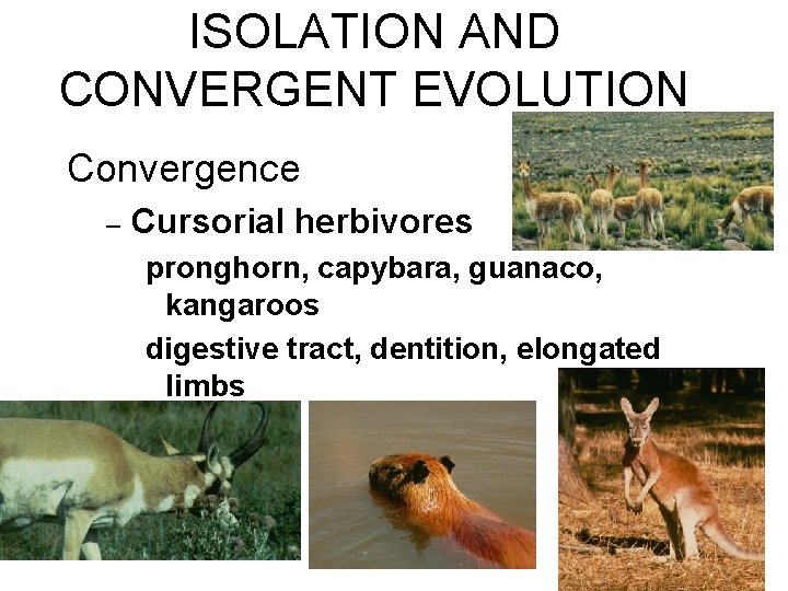 ISOLATION AND CONVERGENT EVOLUTION Convergence – Cursorial herbivores pronghorn, capybara, guanaco, kangaroos digestive tract, ISOLATION AND CONVERGENT EVOLUTION Convergence – Cursorial herbivores pronghorn, capybara, guanaco, kangaroos digestive tract,