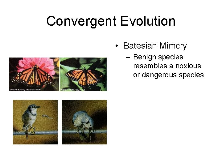 Convergent Evolution • Batesian Mimcry – Benign species resembles a noxious or dangerous species Convergent Evolution • Batesian Mimcry – Benign species resembles a noxious or dangerous species