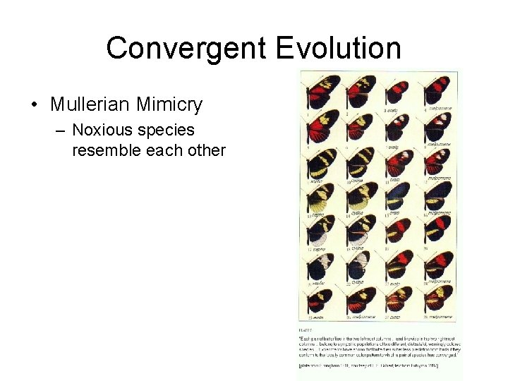 Convergent Evolution • Mullerian Mimicry – Noxious species resemble each other Convergent Evolution • Mullerian Mimicry – Noxious species resemble each other