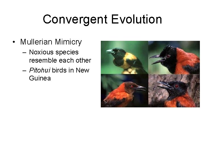 Convergent Evolution • Mullerian Mimicry – Noxious species resemble each other – Pitohui birds Convergent Evolution • Mullerian Mimicry – Noxious species resemble each other – Pitohui birds