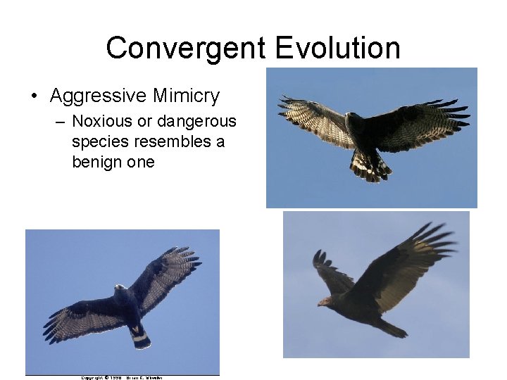 Convergent Evolution • Aggressive Mimicry – Noxious or dangerous species resembles a benign one Convergent Evolution • Aggressive Mimicry – Noxious or dangerous species resembles a benign one