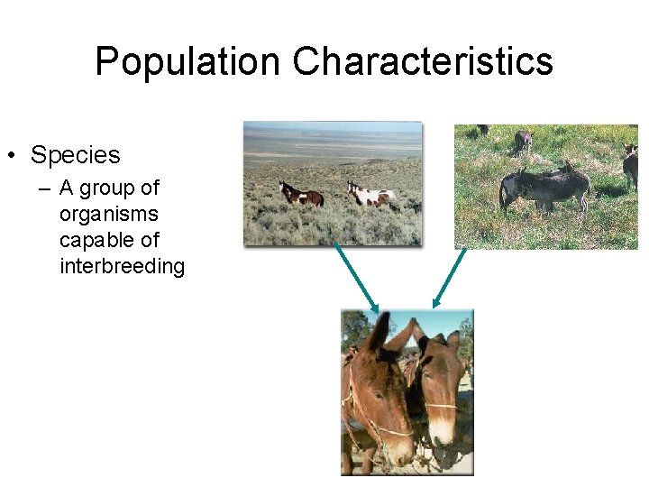 Population Characteristics • Species – A group of organisms capable of interbreeding Population Characteristics • Species – A group of organisms capable of interbreeding