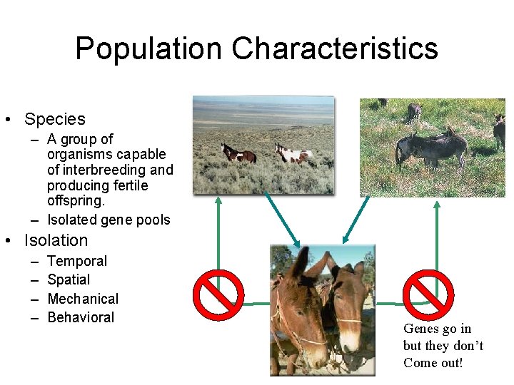 Population Characteristics • Species – A group of organisms capable of interbreeding and producing Population Characteristics • Species – A group of organisms capable of interbreeding and producing