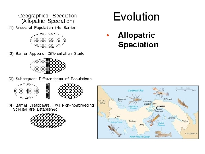Evolution • Allopatric Speciation Evolution • Allopatric Speciation