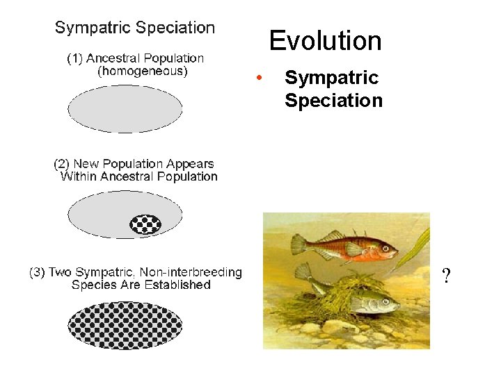 Evolution • Sympatric Speciation ? Evolution • Sympatric Speciation ?