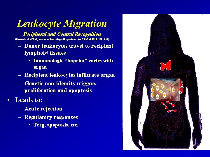 Leukocyte Migration Peripheral and Central Recognition (Demetris et al Early events in liver allograft