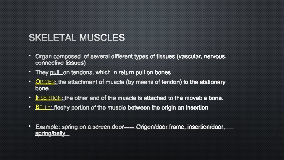 SKELETAL MUSCLES • ORGAN COMPOSED OF SEVERAL DIFFERENT TYPES OF TISSUES (VASCULAR, NERVOUS, CONNECTIVE