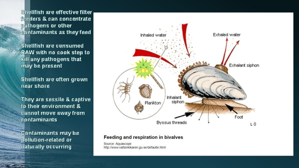 Shellfish are effective filter feeders & can concentrate pathogens or other contaminants as they