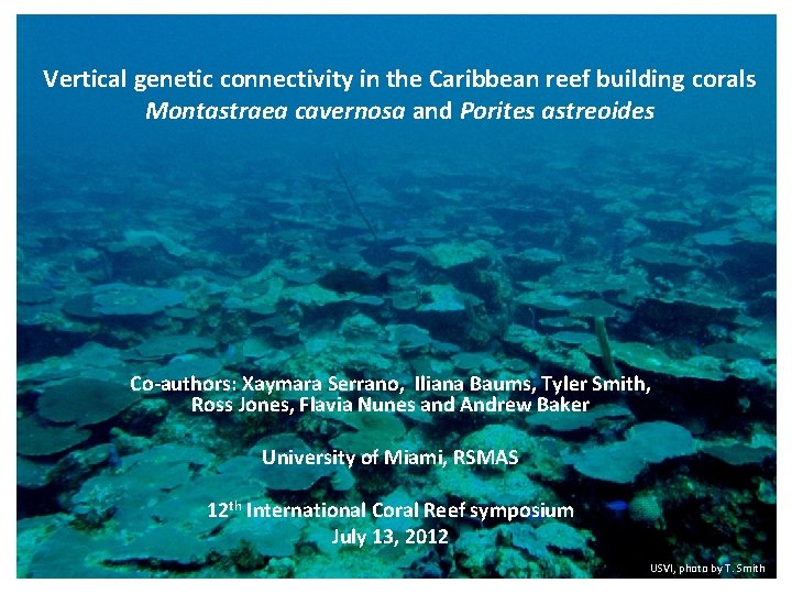 Vertical genetic connectivity in the Caribbean reef building corals Montastraea cavernosa and Porites astreoides