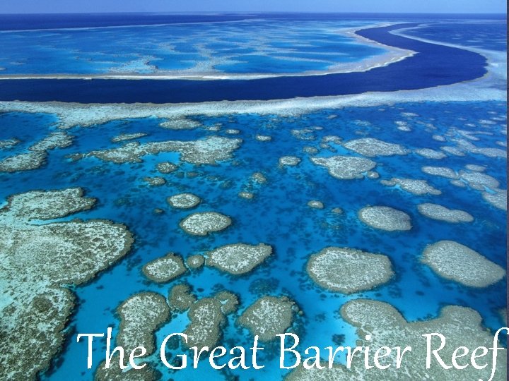 The Great Barrier Reef 