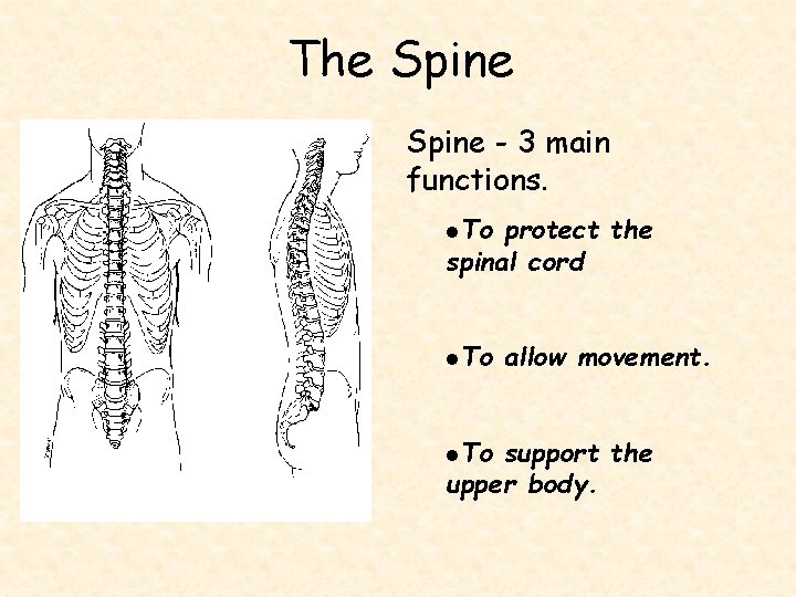 The Spine - 3 main functions. l. To protect the spinal cord l. To