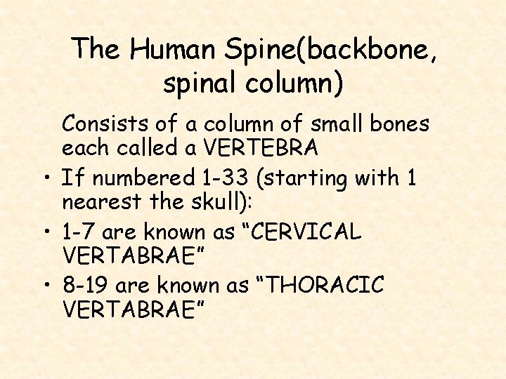 The Human Spine(backbone, spinal column) Consists of a column of small bones each called