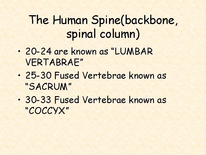 The Human Spine(backbone, spinal column) • 20 -24 are known as “LUMBAR VERTABRAE” •