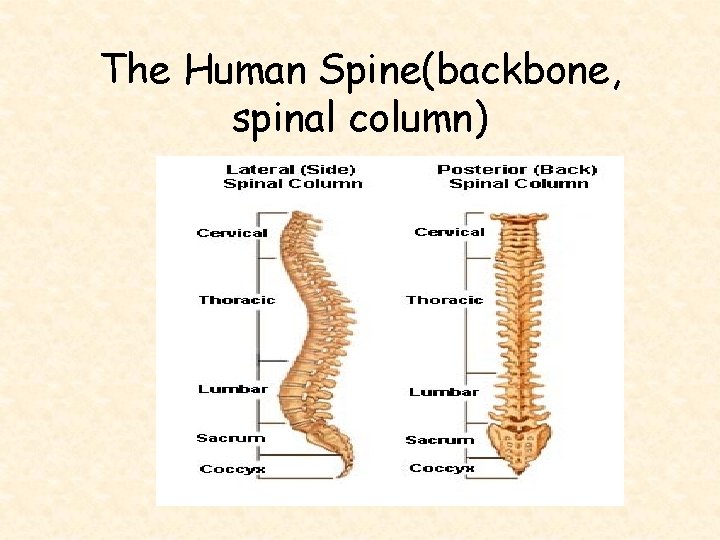 The Human Spine(backbone, spinal column) 