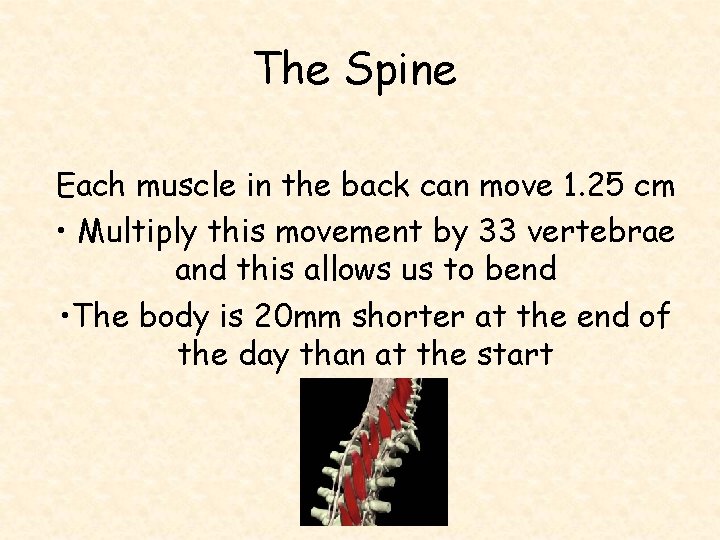 The Spine Each muscle in the back can move 1. 25 cm • Multiply