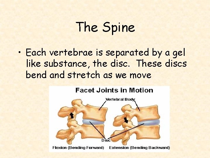 The Spine • Each vertebrae is separated by a gel like substance, the disc.