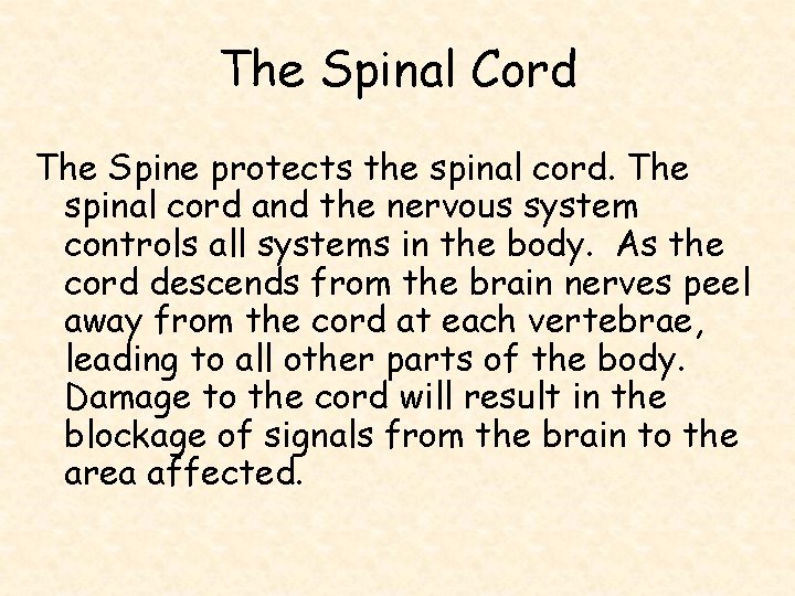 The Spinal Cord The Spine protects the spinal cord. The spinal cord and the