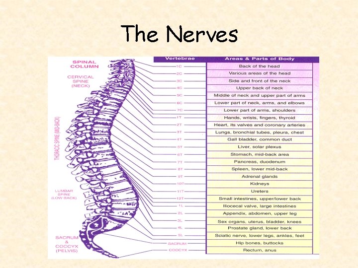 The Nerves 