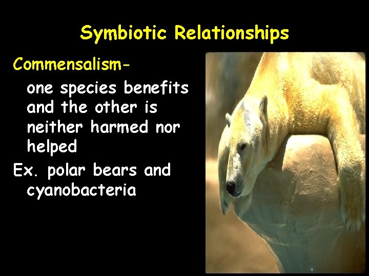 Symbiotic Relationships Commensalismone species benefits and the other is neither harmed nor helped Ex.