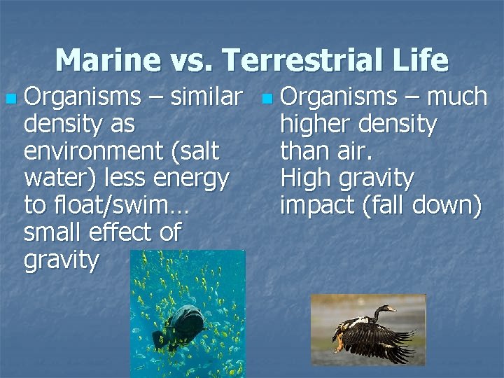 Marine vs. Terrestrial Life n Organisms – similar density as environment (salt water) less